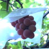 熊本県でぶどう狩り‼ぶどうの収穫体験や食べ放題ができる観光果樹園7選