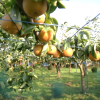 滋賀県で梨狩りを体験しよう‼梨の食べ放題が楽しめる観光果樹園5選