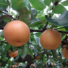 三重県で梨狩りを体験しよう‼梨の食べ放題が楽しめる観光果樹園2選