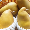 山形県で梨狩り‼梨の食べ放題や収穫体験が楽しめる観光果樹園6選