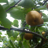 埼玉県で梨狩り！梨の食べ放題や収穫体験が楽しめる観光果樹園7選
