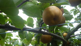 埼玉県で梨狩り！梨の食べ放題や収穫体験が楽しめる観光果樹園7選