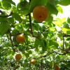 福島県で梨狩りを体験しよう‼福島県で梨の食べ放題が楽しめる観光果樹園11選