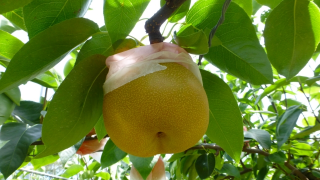 秋田県で梨狩りを体験しよう‼梨の収穫体験が楽しめる観光果樹園2選