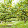 茨城県で梨狩りを体験しよう‼梨の食べ放題が楽しめる観光果樹園8選