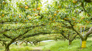 茨城県で梨狩りを体験しよう‼梨の食べ放題が楽しめる観光果樹園8選