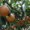 群馬県で梨狩り！梨の食べ放題や収穫体験が楽しめる観光果樹園7選