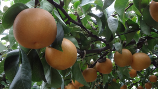 群馬県で梨狩り！梨の食べ放題や収穫体験が楽しめる観光果樹園7選