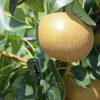 兵庫県で梨狩り‼梨の食べ放題や収穫体験ができる観光農園6選