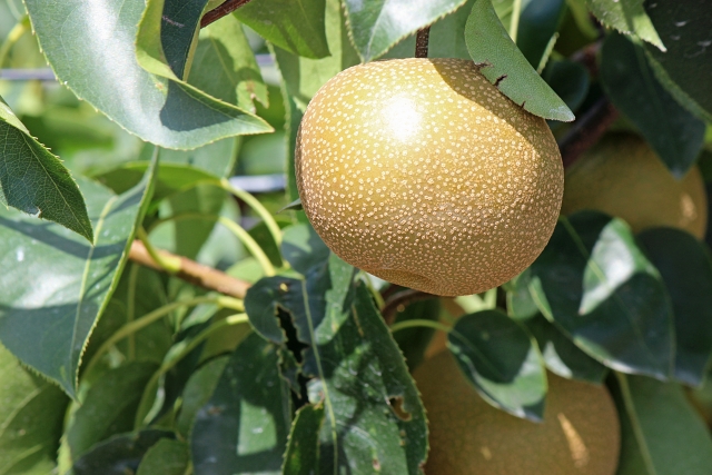 兵庫県で梨狩り 梨の食べ放題や収穫体験ができる観光農園6選