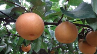 福井県で梨狩り‼梨の収穫体験や食べ放題ができる観光農園3選