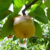 静岡県で梨狩りを楽しもう‼梨の収穫体験ができる観光農園2選