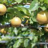 岐阜県で梨狩り‼梨の食べ放題や収穫体験が楽しめる観光農園3選