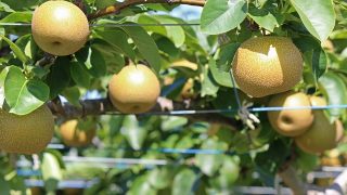 岐阜県で梨狩り‼梨の食べ放題や収穫体験が楽しめる観光農園3選