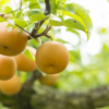 千葉県で梨狩り‼梨の食べ放題や収穫体験ができる観光農園11選