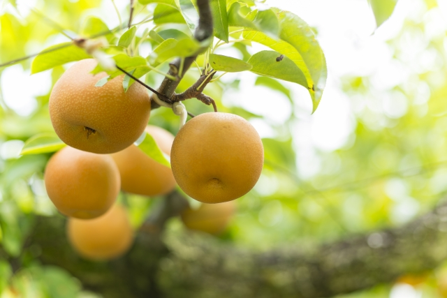 千葉県で梨狩り 梨の食べ放題や収穫体験ができる観光農園11選