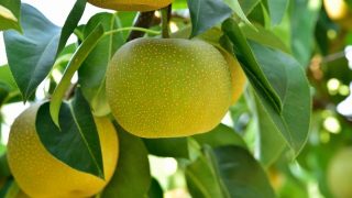 島根県で梨狩り‼梨の食べ放題や収穫体験ができる観光農園2選