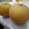 広島県で梨狩り‼梨の食べ放題や収穫体験ができる観光農園5選