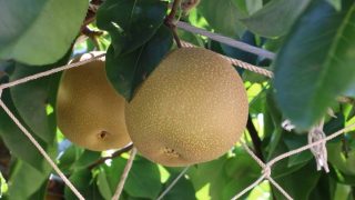 高知県で梨狩り‼梨の収穫体験や食べ放題が楽しめる観光農園3選