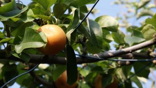 奈良県で梨狩り‼梨の食べ放題や収穫体験ができる観光農園4選