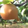 鳥取県で梨狩り‼梨の食べ放題や収穫体験ができる観光農園20選