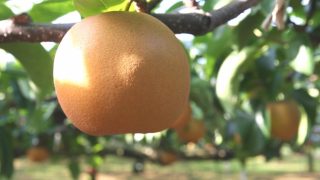鳥取県で梨狩り‼梨の食べ放題や収穫体験ができる観光農園20選