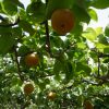 山口県で梨狩り‼梨の食べ放題や収穫体験ができる観光農園18選