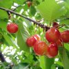 秋田県でさくらんぼ狩り‼さくらんぼの食べ放題が楽しめる果樹園3選