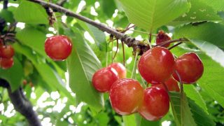 秋田県でさくらんぼ狩り‼さくらんぼの食べ放題が楽しめる果樹園3選