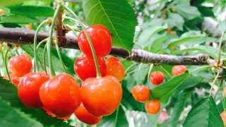 岩手県でさくらんぼ狩り‼さくらんぼの食べ放題が楽しめる果樹園2選
