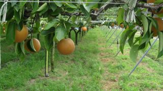熊本県で梨狩り‼梨の収穫体験や食べ放題ができる観光農園8選