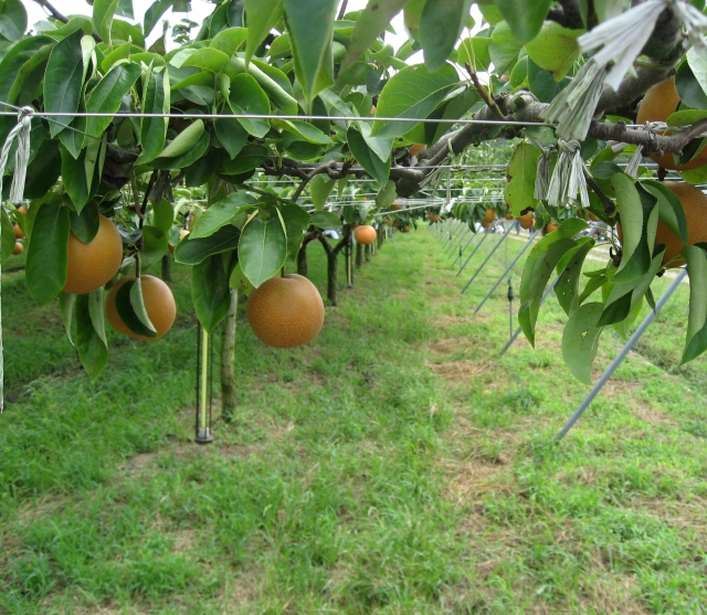熊本県で梨狩り 梨の収穫体験や食べ放題ができる観光農園8選
