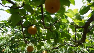 大分県で梨狩り‼梨の収穫体験や食べ放題ができる観光農園8選