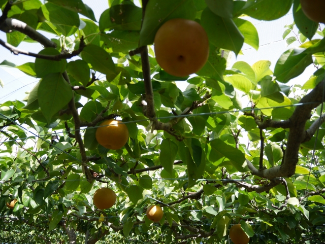 大分県で梨狩り 梨の収穫体験や食べ放題ができる観光農園8選