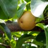 佐賀県で梨狩りを楽しもう‼梨の収穫体験ができる観光農園2選