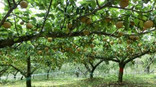 宮崎県で梨狩り‼梨の収穫体験や食べ放題が楽しめる観光農園11選