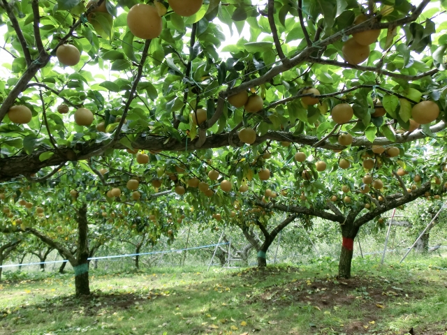 宮崎県で梨狩り 梨の収穫体験や食べ放題が楽しめる観光農園11選