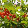 福島県でさくらんぼ狩り‼さくらんぼの食べ放題が楽しめる果樹園15選