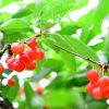 栃木県でさくらんぼ狩り‼さくらんぼの食べ放題が楽しめる観光果樹園3選
