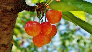 岐阜県でさくらんぼ狩り‼さくらんぼの食べ放題が楽しめる果樹園2選