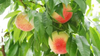 秋田県で桃狩り‼桃の収穫体験が楽しめる観光果樹園1選