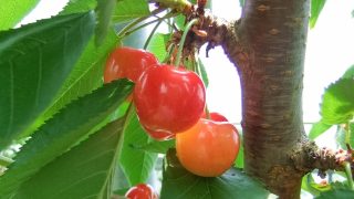 新潟県でさくらんぼ狩り‼食べ放題や収穫体験が楽しめる果樹園4選