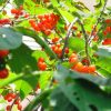 北海道でさくらんぼ狩り‼さくらんぼの食べ放題が楽しめる観光果樹園28選
