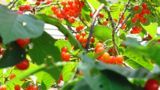 北海道でさくらんぼ狩り‼さくらんぼの食べ放題が楽しめる観光果樹園28選