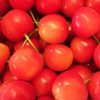 福井県でさくらんぼ狩り‼さくらんぼの食べ放題が楽しめる果樹園1選