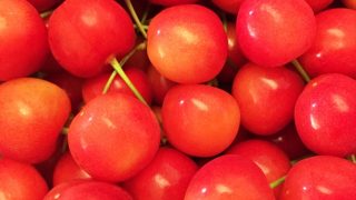福井県でさくらんぼ狩り‼さくらんぼの食べ放題が楽しめる果樹園1選