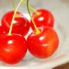 石川県でさくらんぼ狩り‼さくらんぼの食べ放題が楽しめる果樹園1選