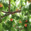 山形県で桃狩り‼桃の食べ放題が楽しめる果樹園10選