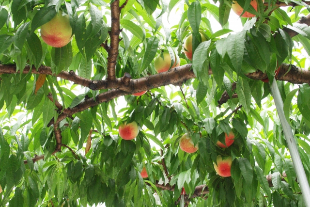 山形県で桃狩り 桃の食べ放題が楽しめる果樹園10選