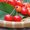 島根県でさくらんぼ狩り‼さくらんぼの食べ放題が楽しめる果樹園1選